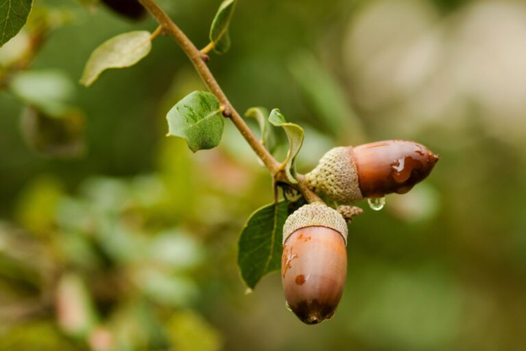 acorns in rain
