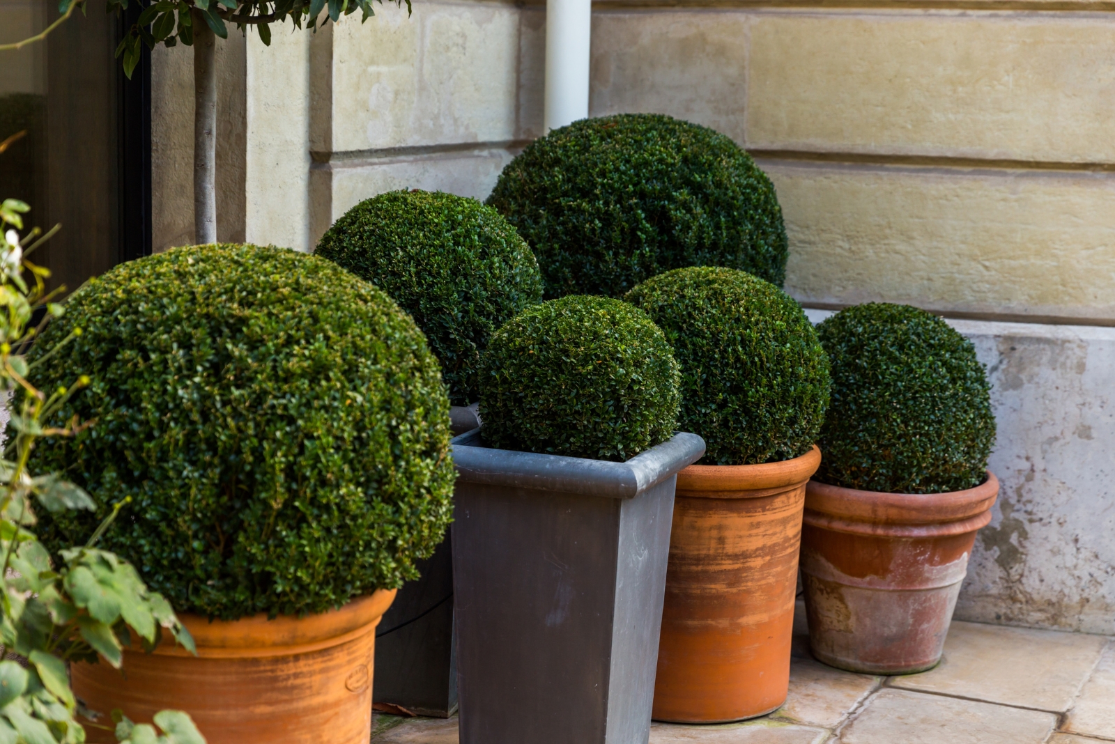 boxwood (featured image)