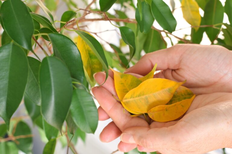 yellow leaves (featured image)