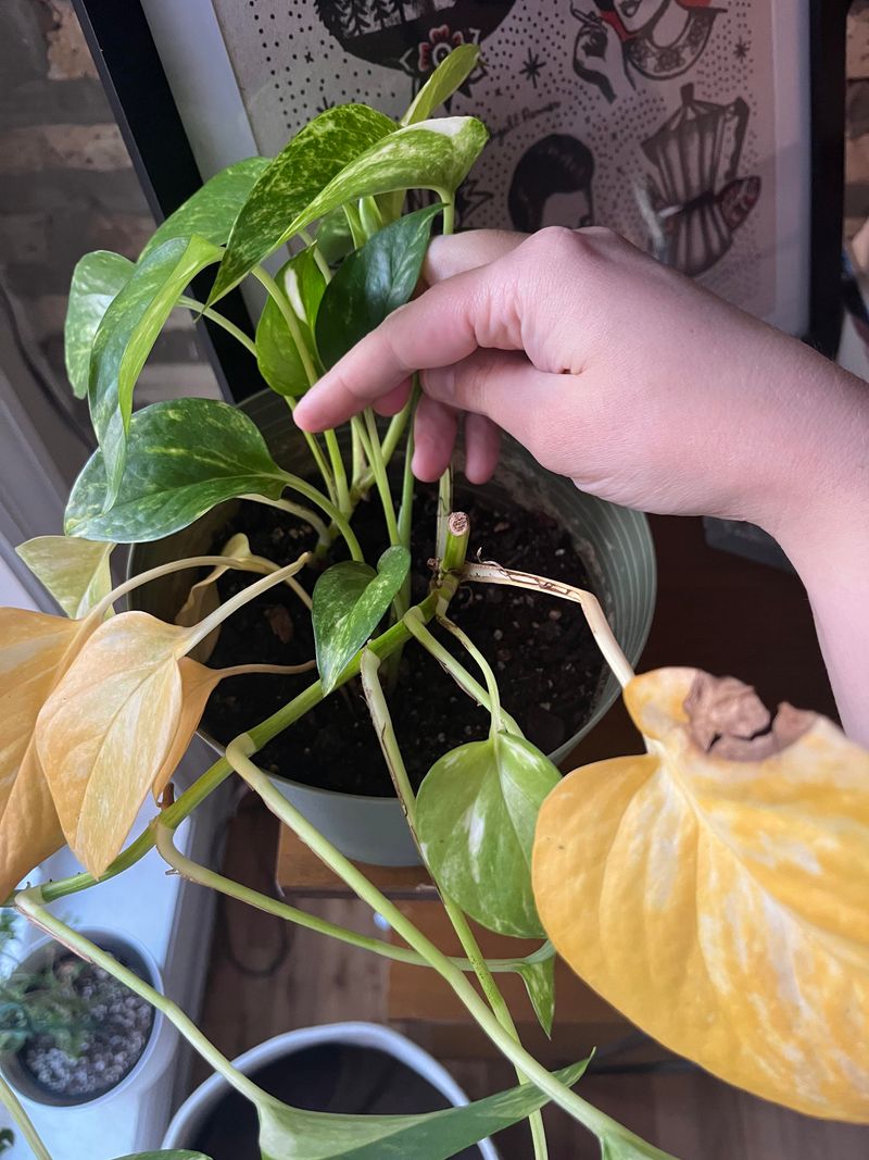 Yellow Leaves Appearing Everywhere