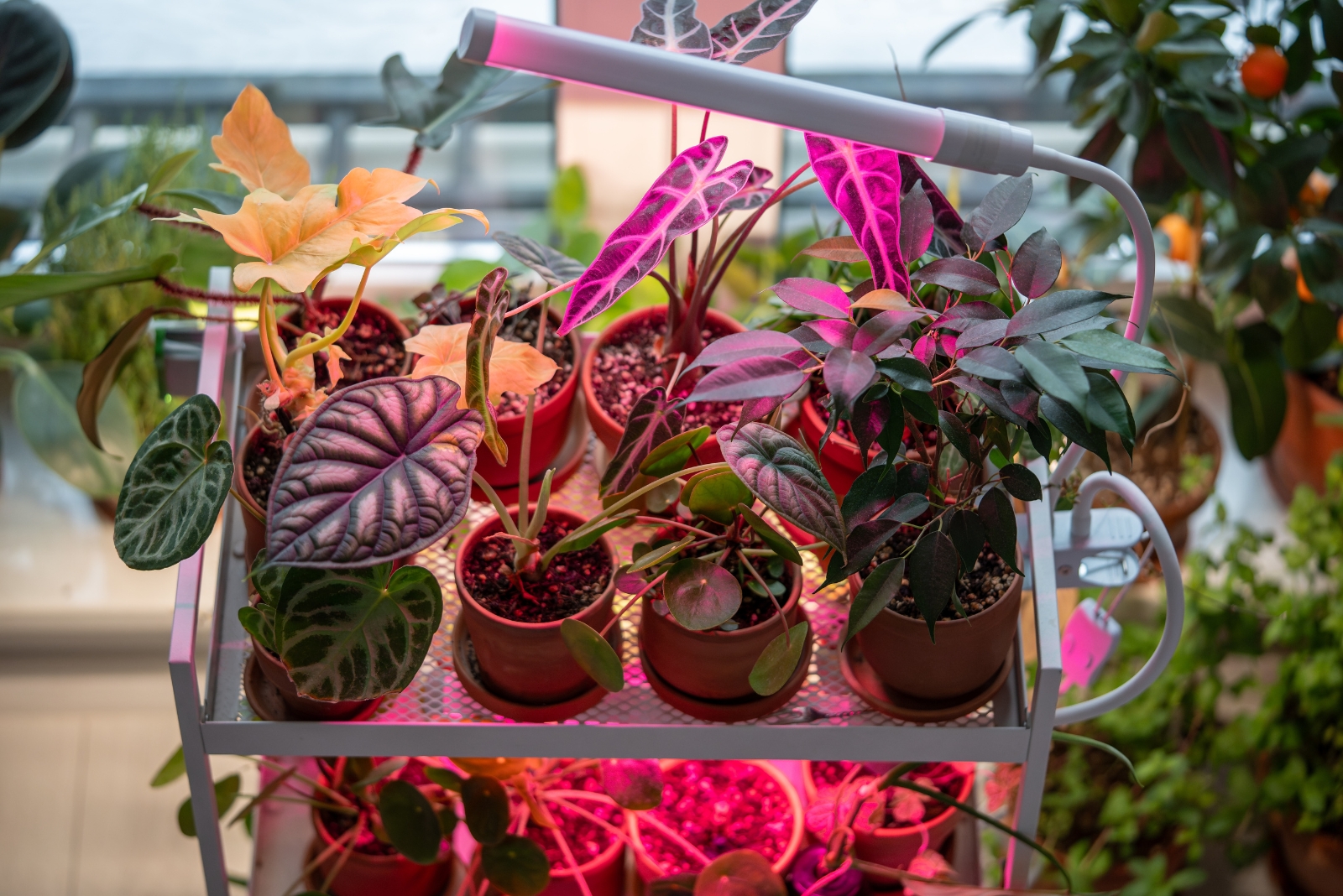 9 Smart Places New Yorkers Use To Winterize Outdoor Plants