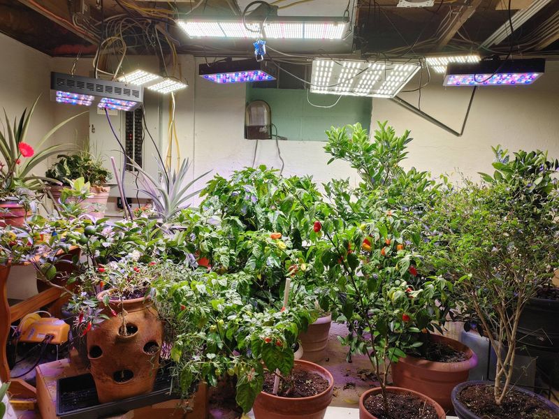 Unheated Garage or Shed