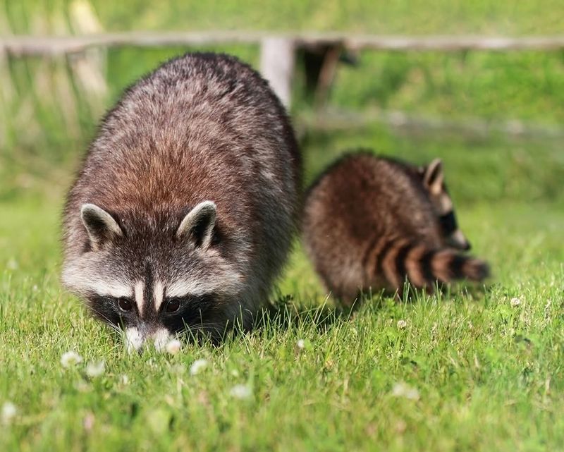 Check Local Wildlife Laws In Mississippi