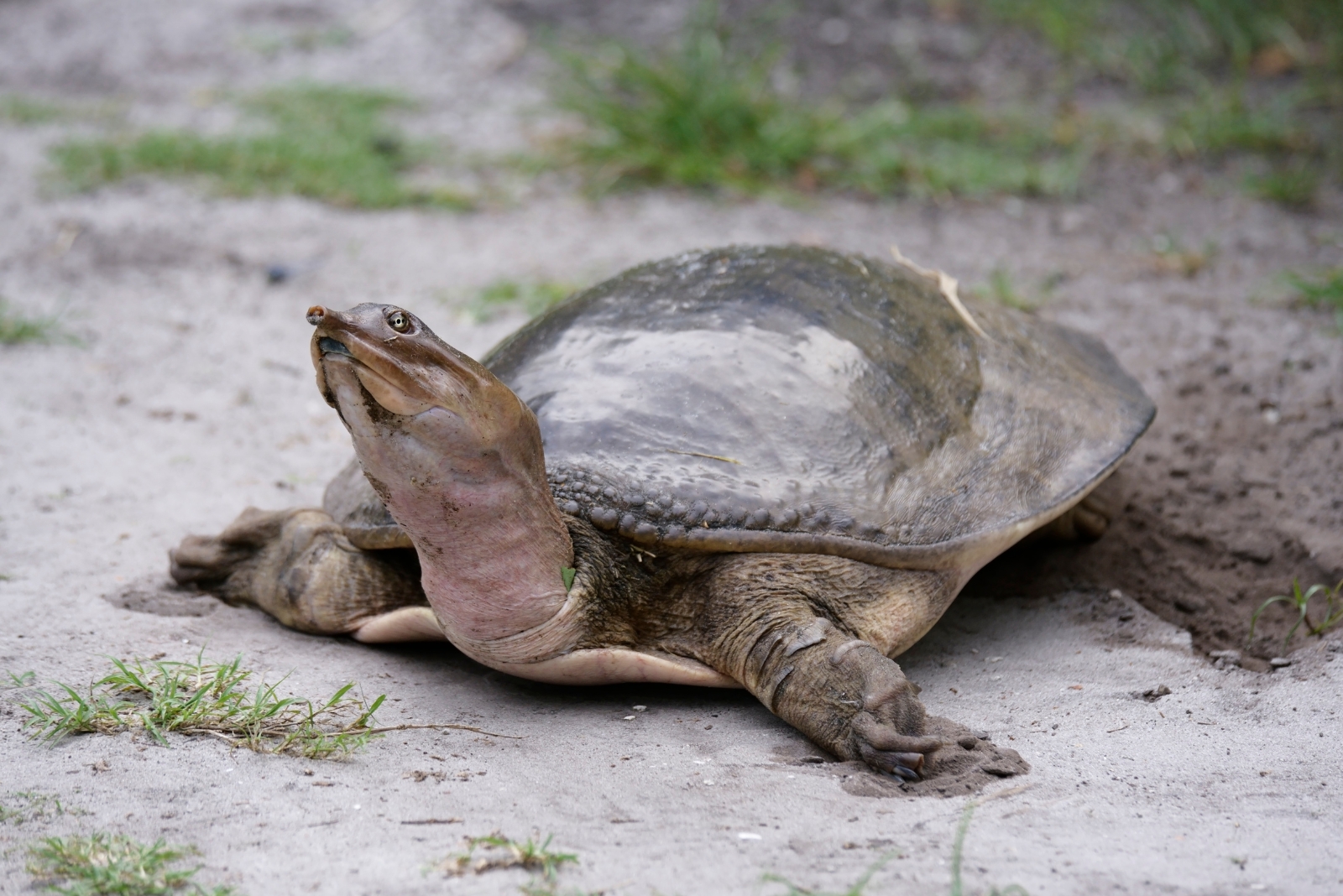 9 Smart Things To Do When A Turtle Shows Up In Your Minnesota Yard
