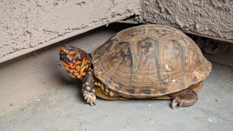 Observe From a Safe Distance First