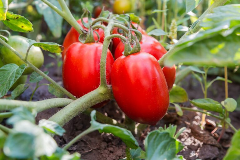 Tomatoes (featured image)