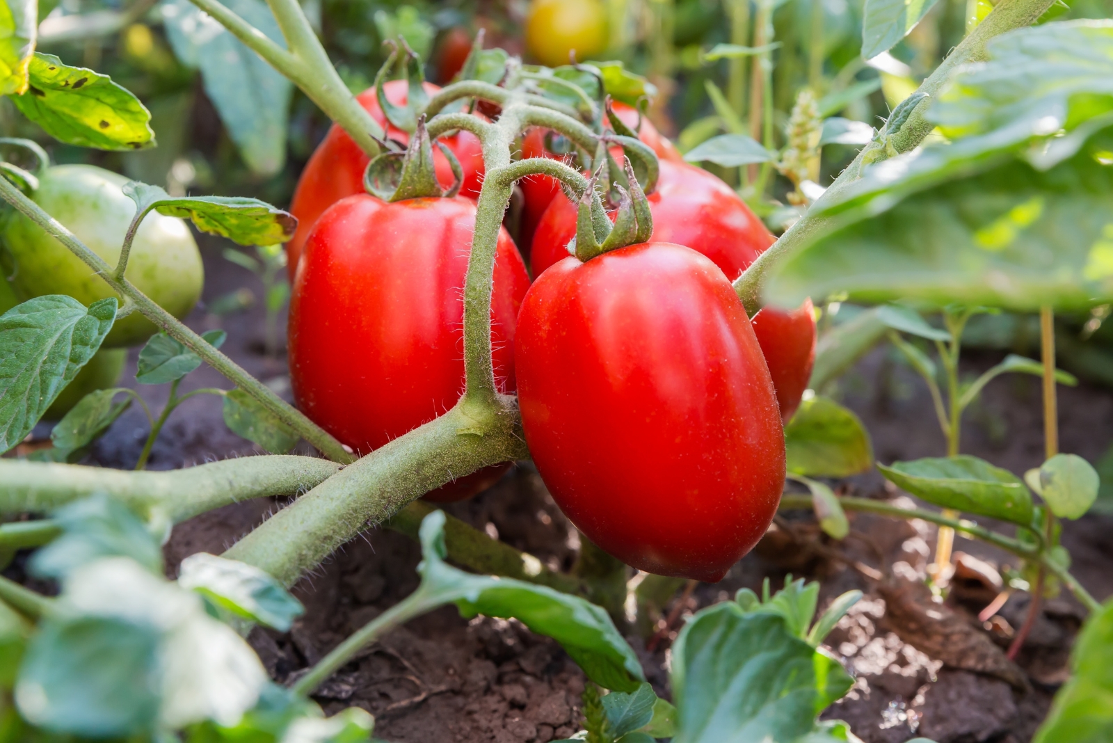 9 Spots Nebraska Gardeners Should Avoid For Tomato Planting