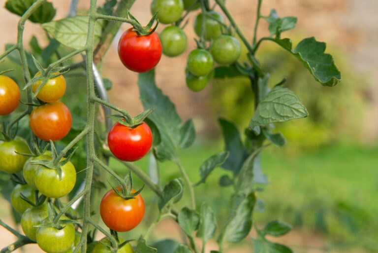 Tomatoes (featured image)