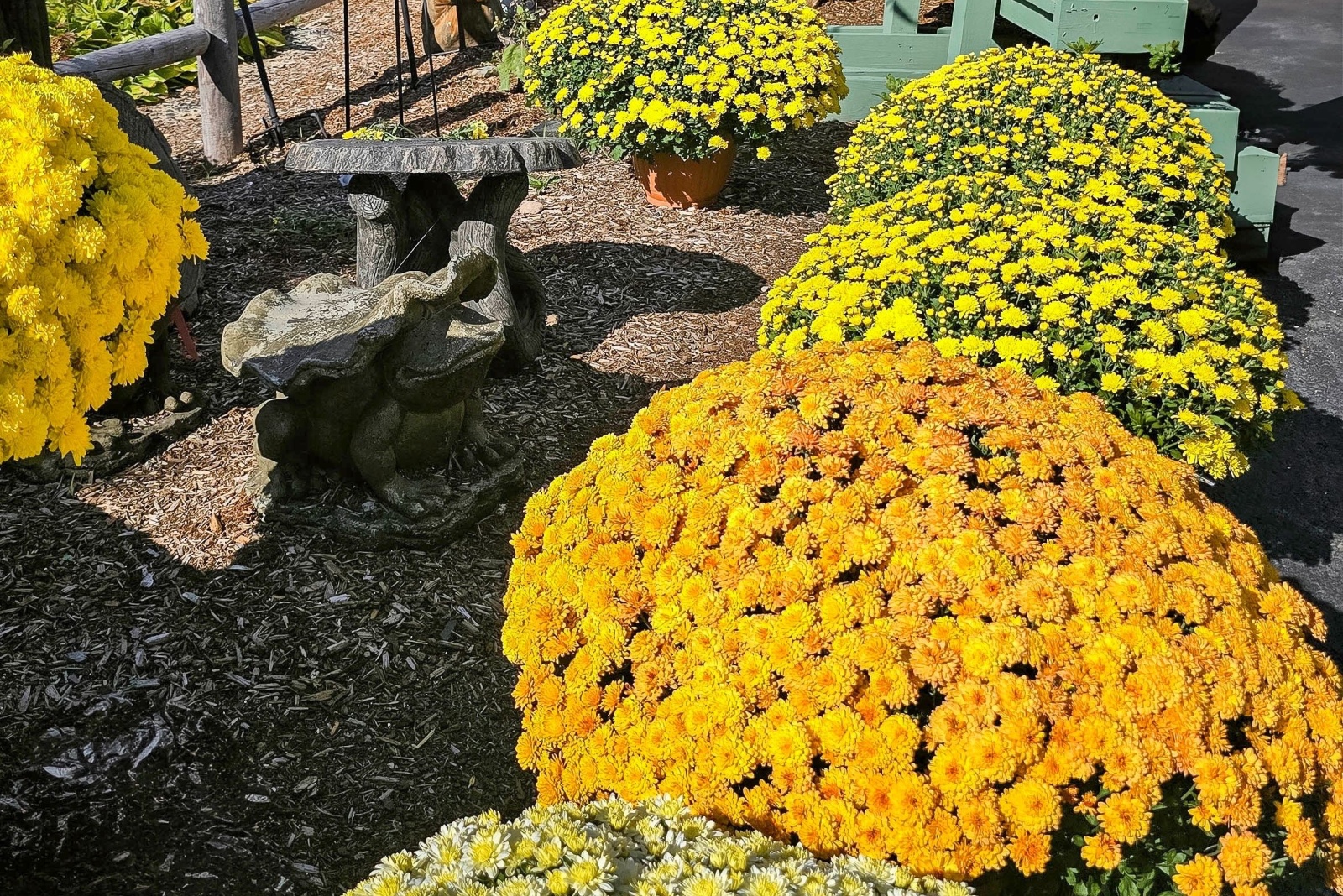 9 Things Minnesota Gardeners Get Wrong When Buying Fall Mums