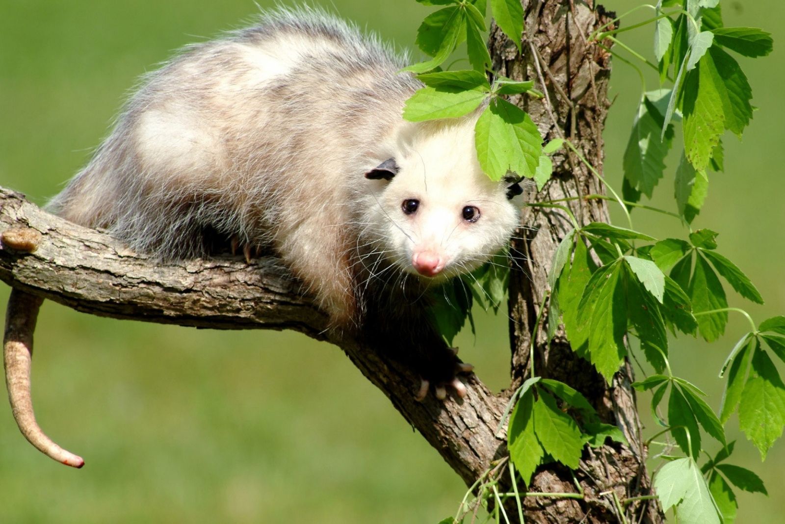 9 Things Ohio Homeowners Need To Know Before Trying To Remove A Possum