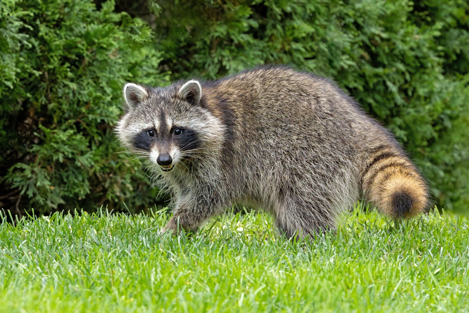 9 Things Ohio Homeowners Should Know Before Removing Raccoons From Their Yard