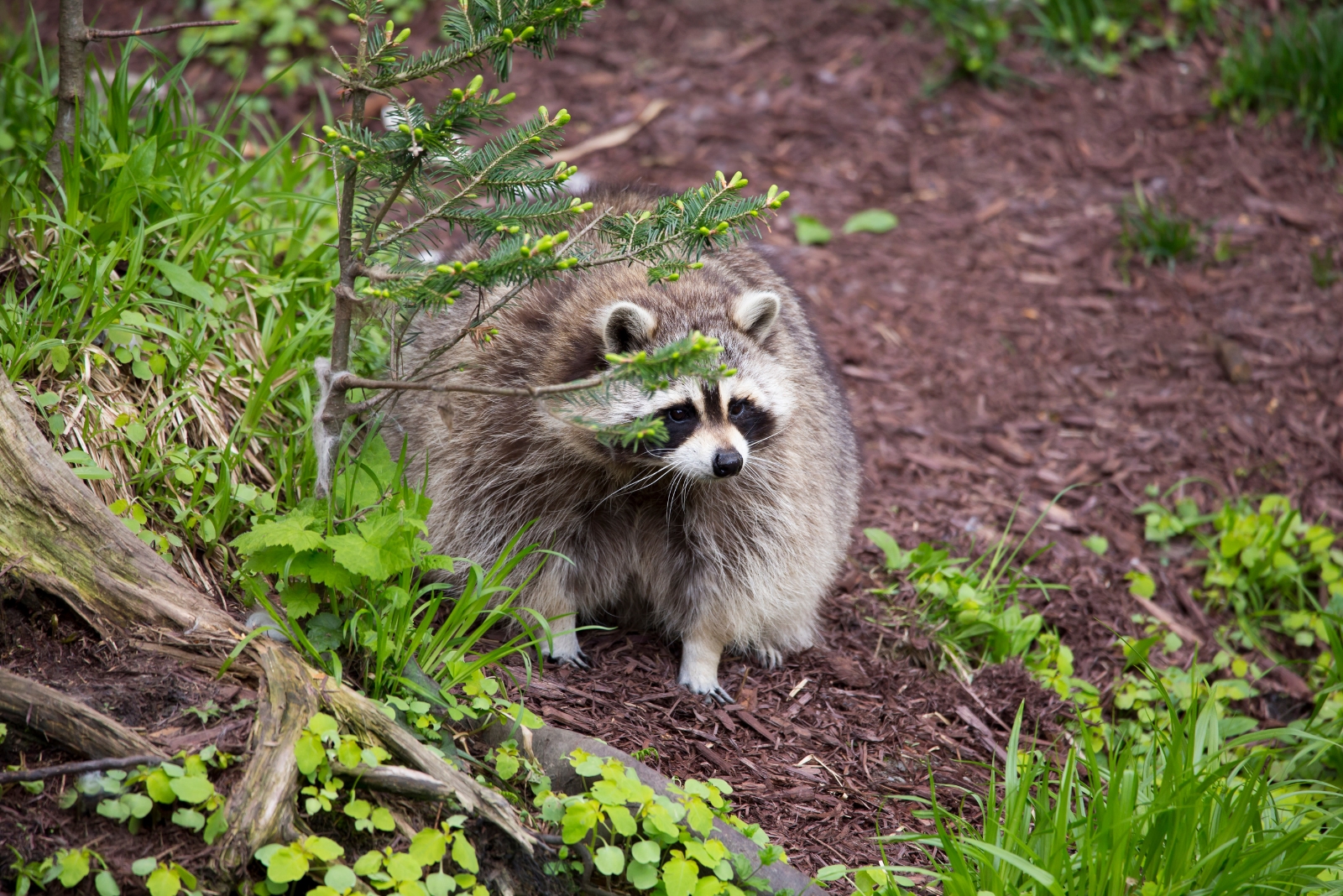 Raccoons (featured image)
