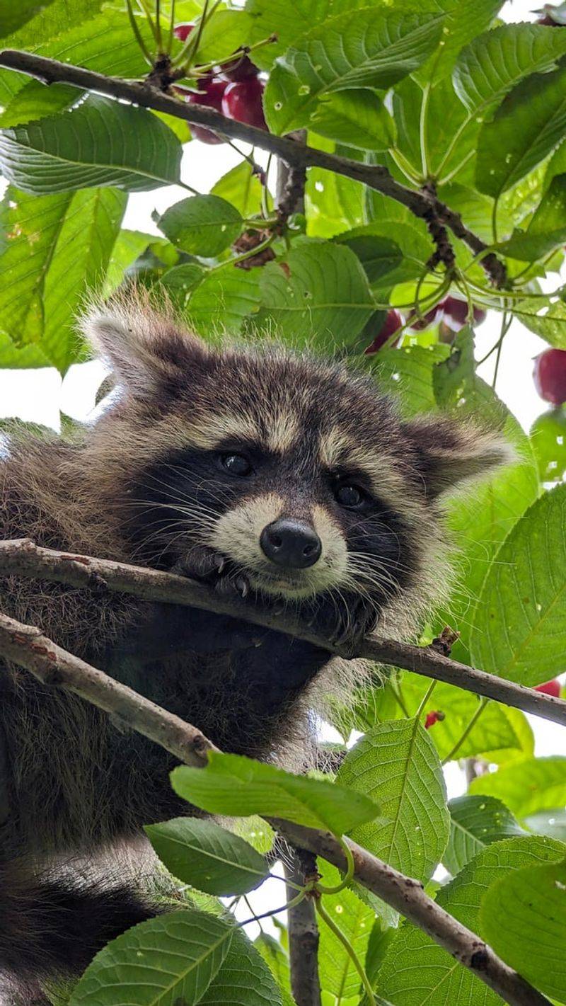 State Laws Protect Raccoons