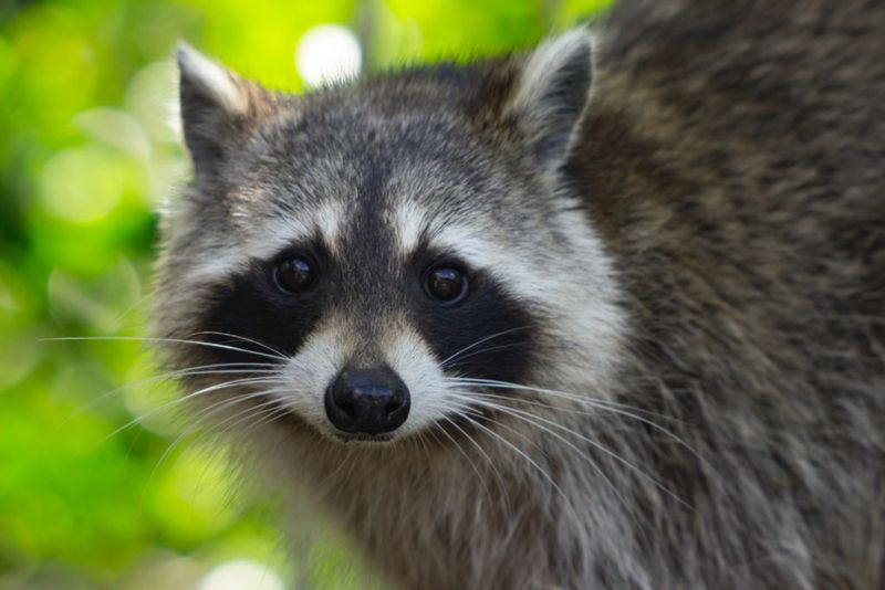 Raccoons Carry Dangerous Diseases