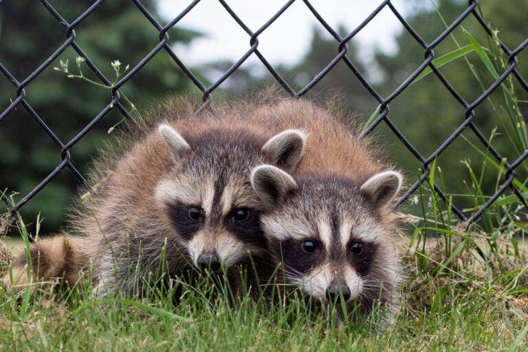 two juvenile raccoons near a fence