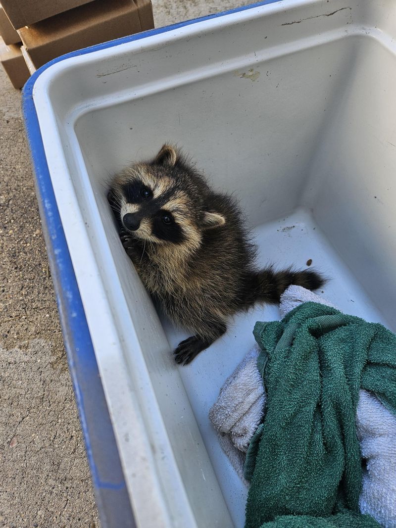 Raccoons Are Protected By Wisconsin State Law