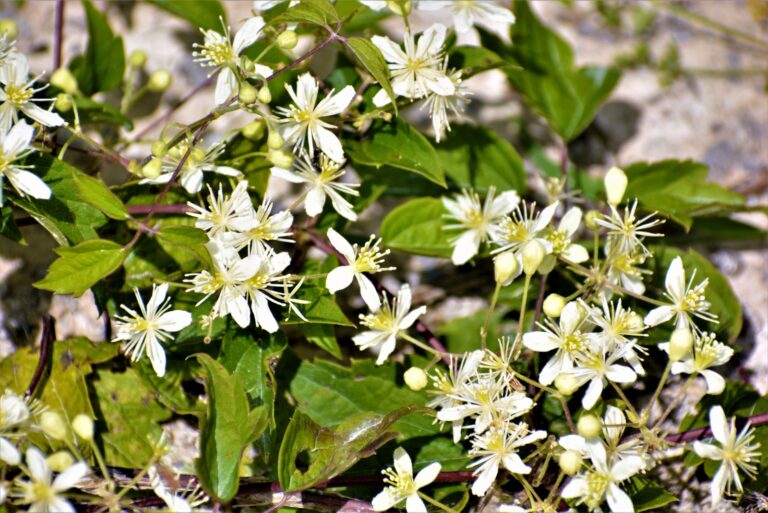 Sweet autumn clematis (featured image)