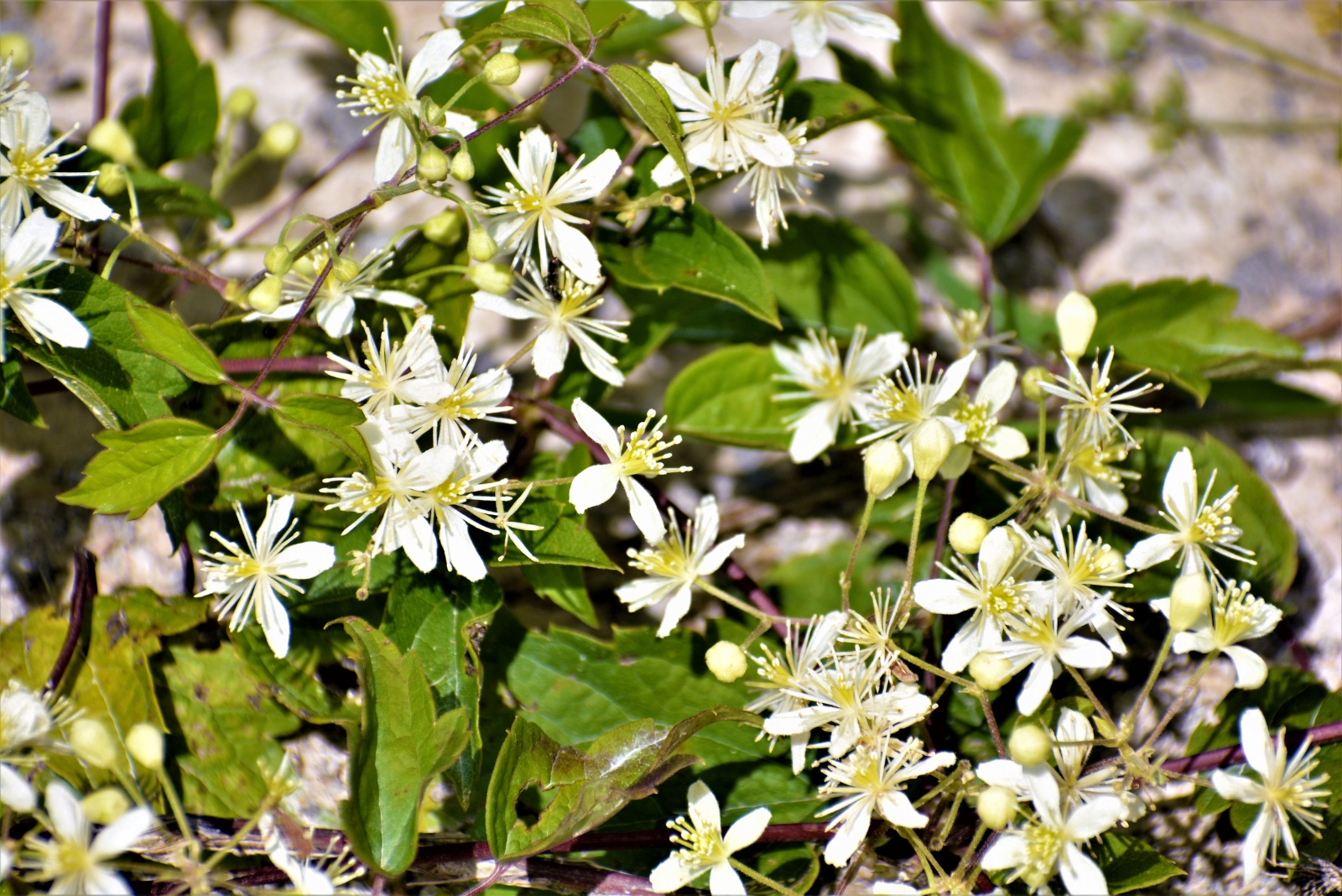 9 Tips For Growing And Managing Sweet Autumn Clematis In Florida