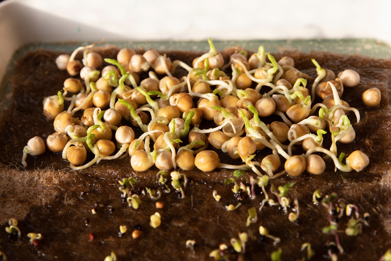 9 Tips For Growing Chickpeas Indoors Through A Michigan Winter