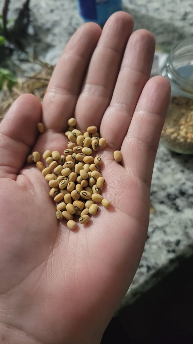 Pick the Right Chickpea Variety