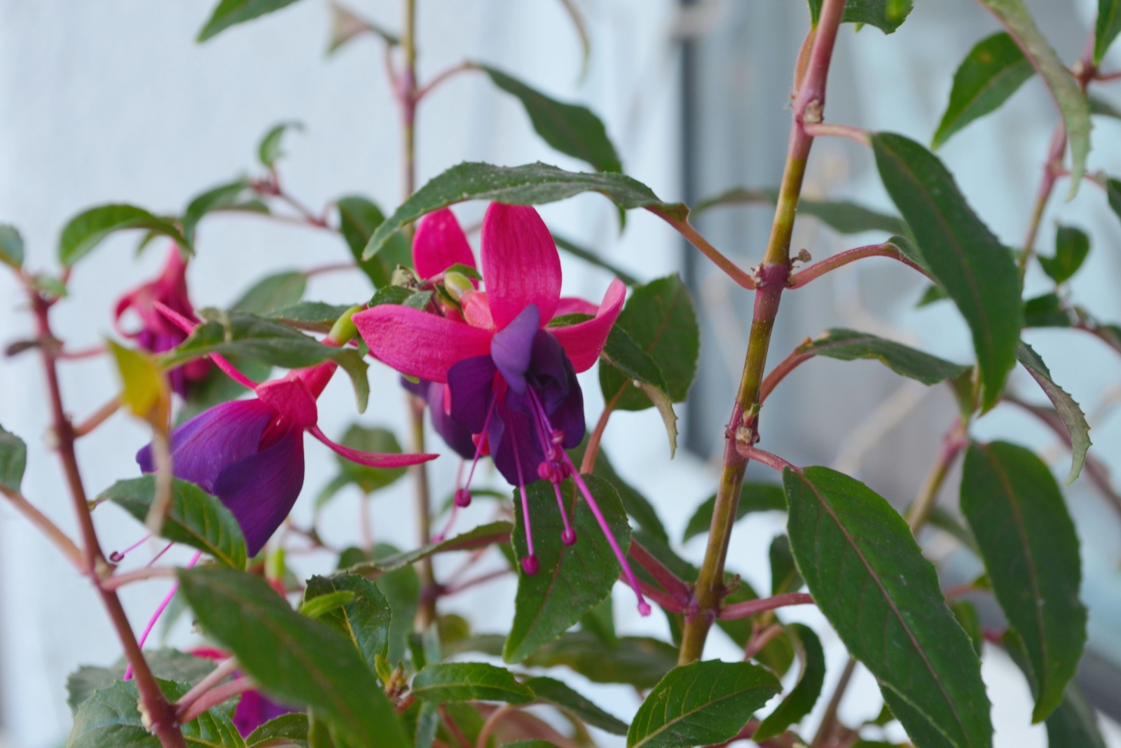 9 Tips For Propagating Fuchsias In Fall For California Gardeners