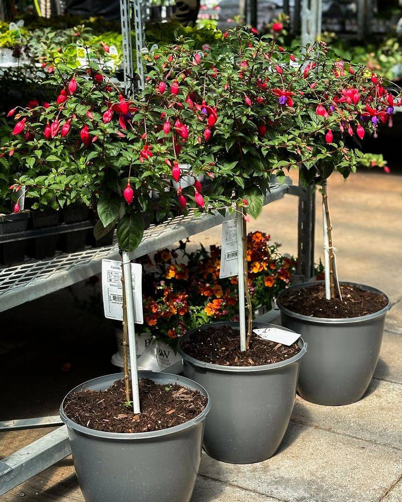 Choose Healthy Parent Plants