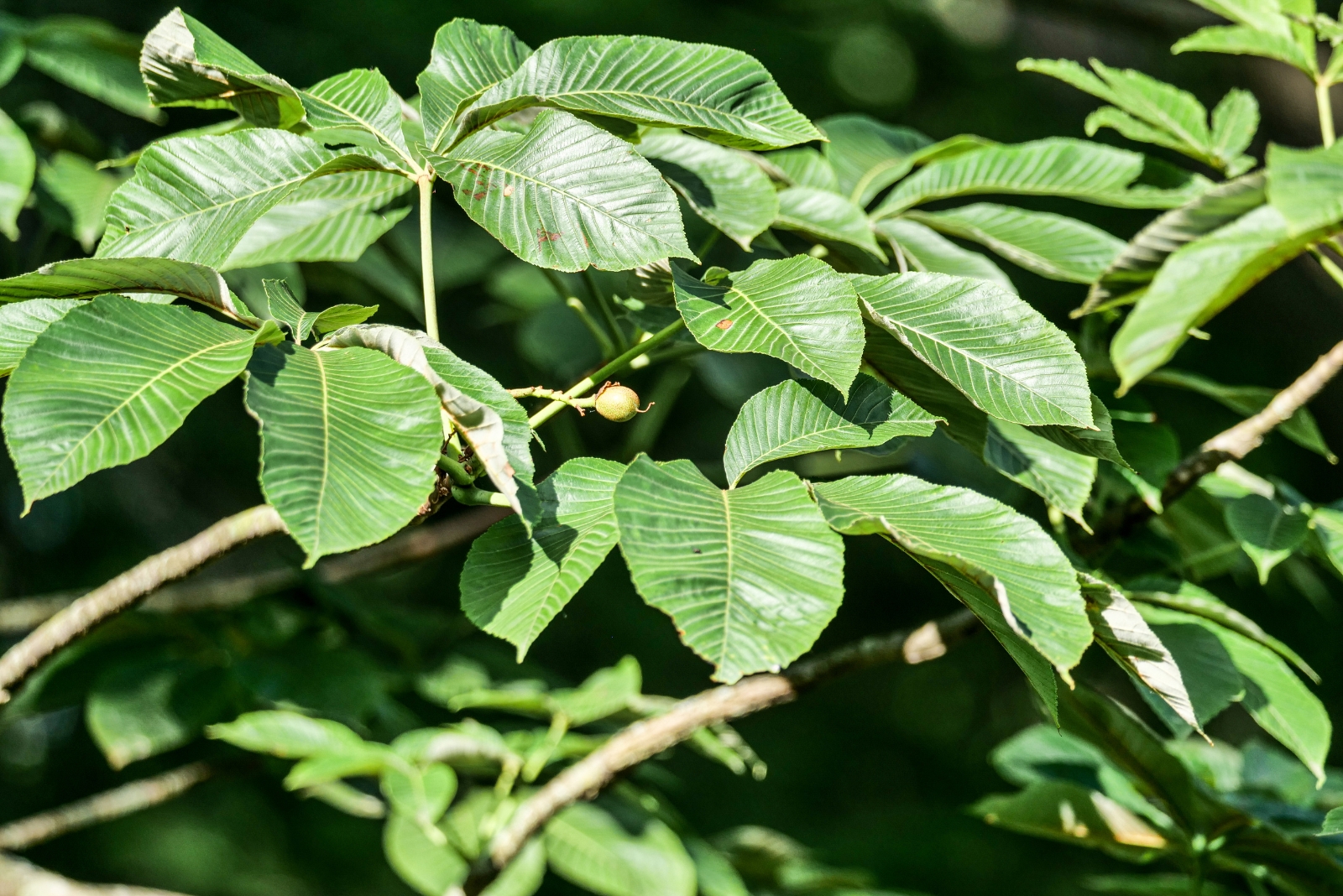 9 Toxic Trees Massachusetts Homeowners Should Steer Clear Of