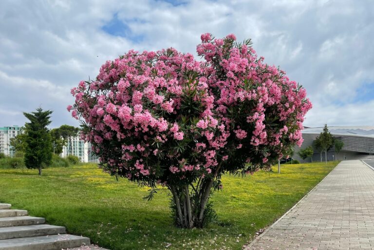oleander tree