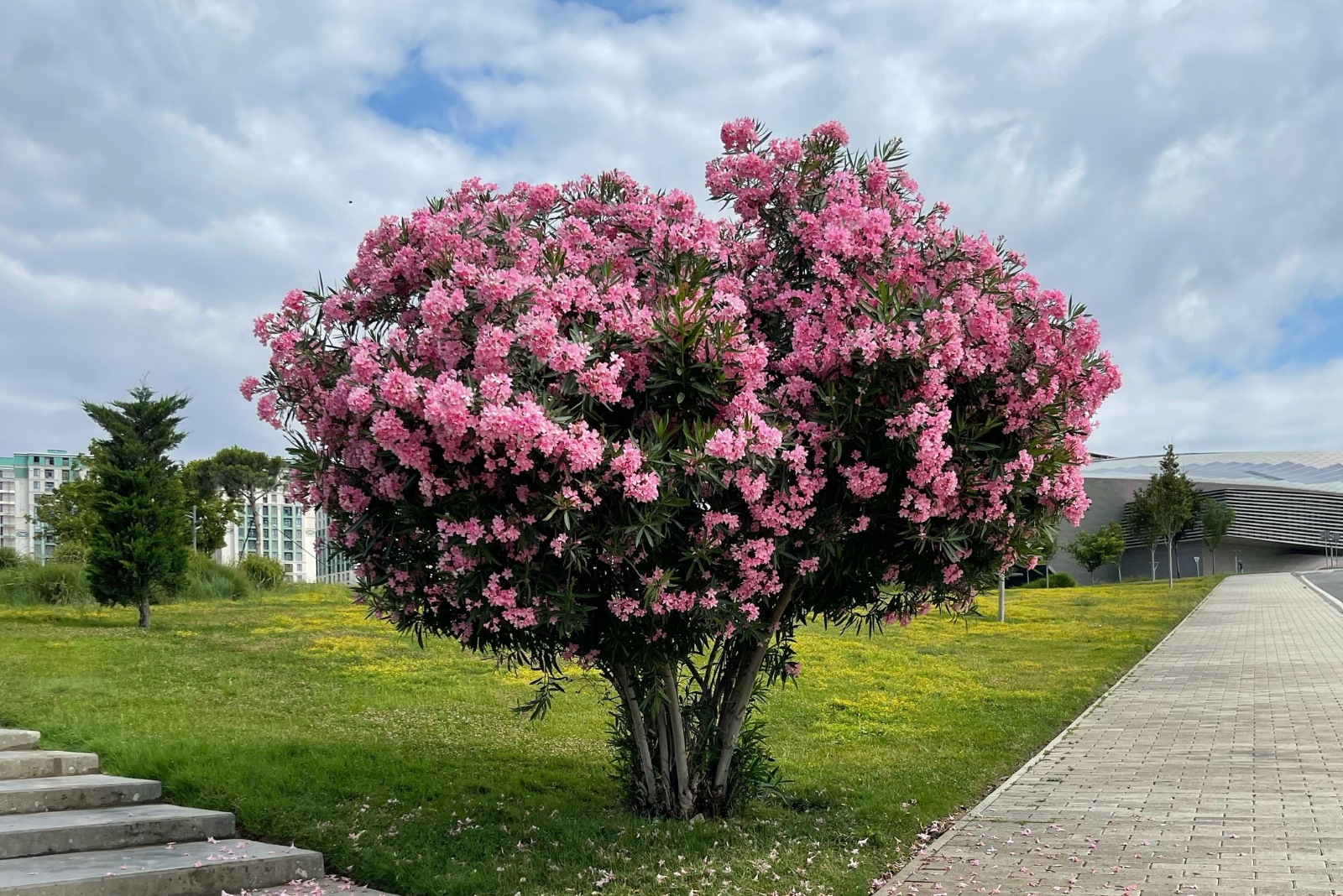 oleander tree