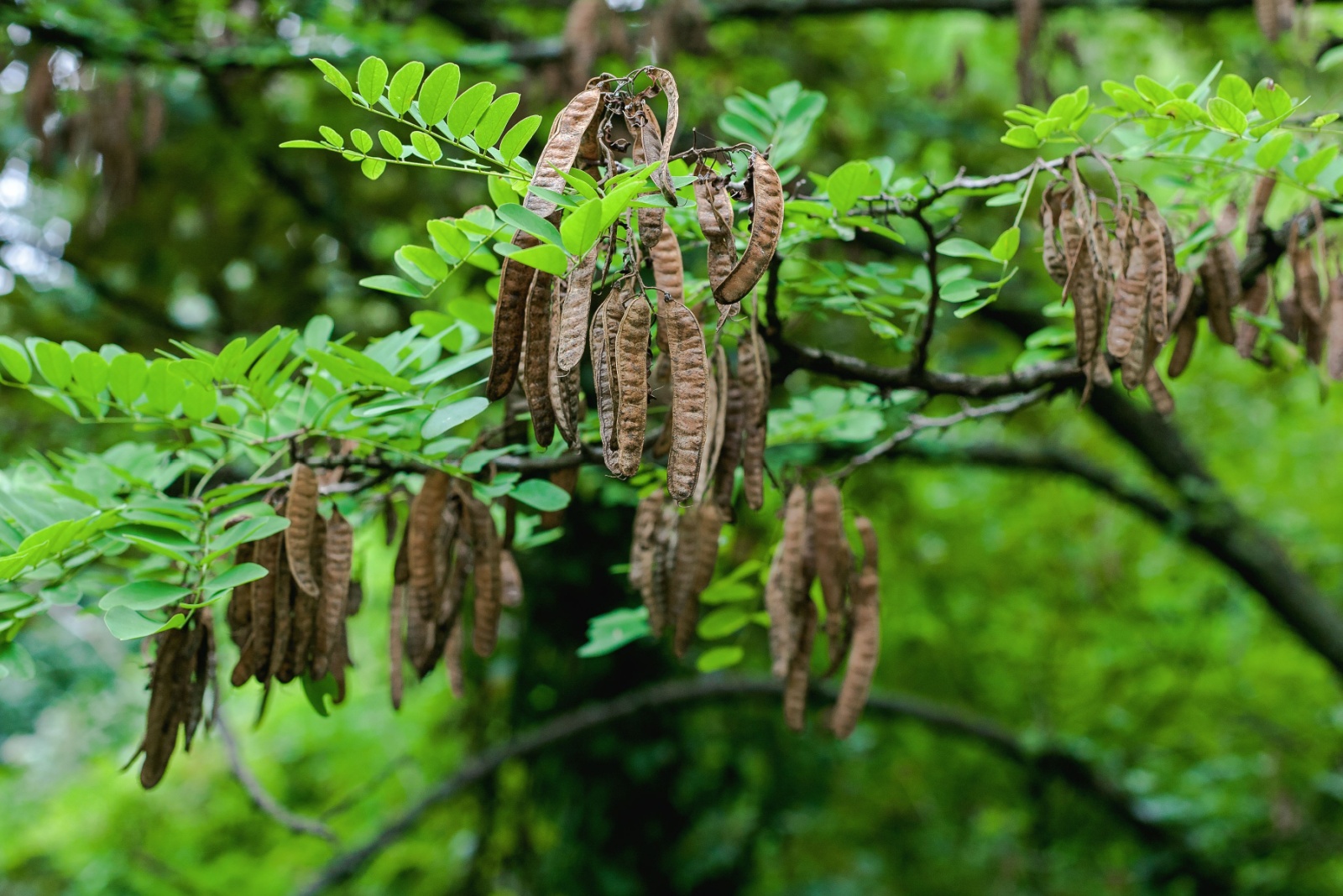 black locust tree pods