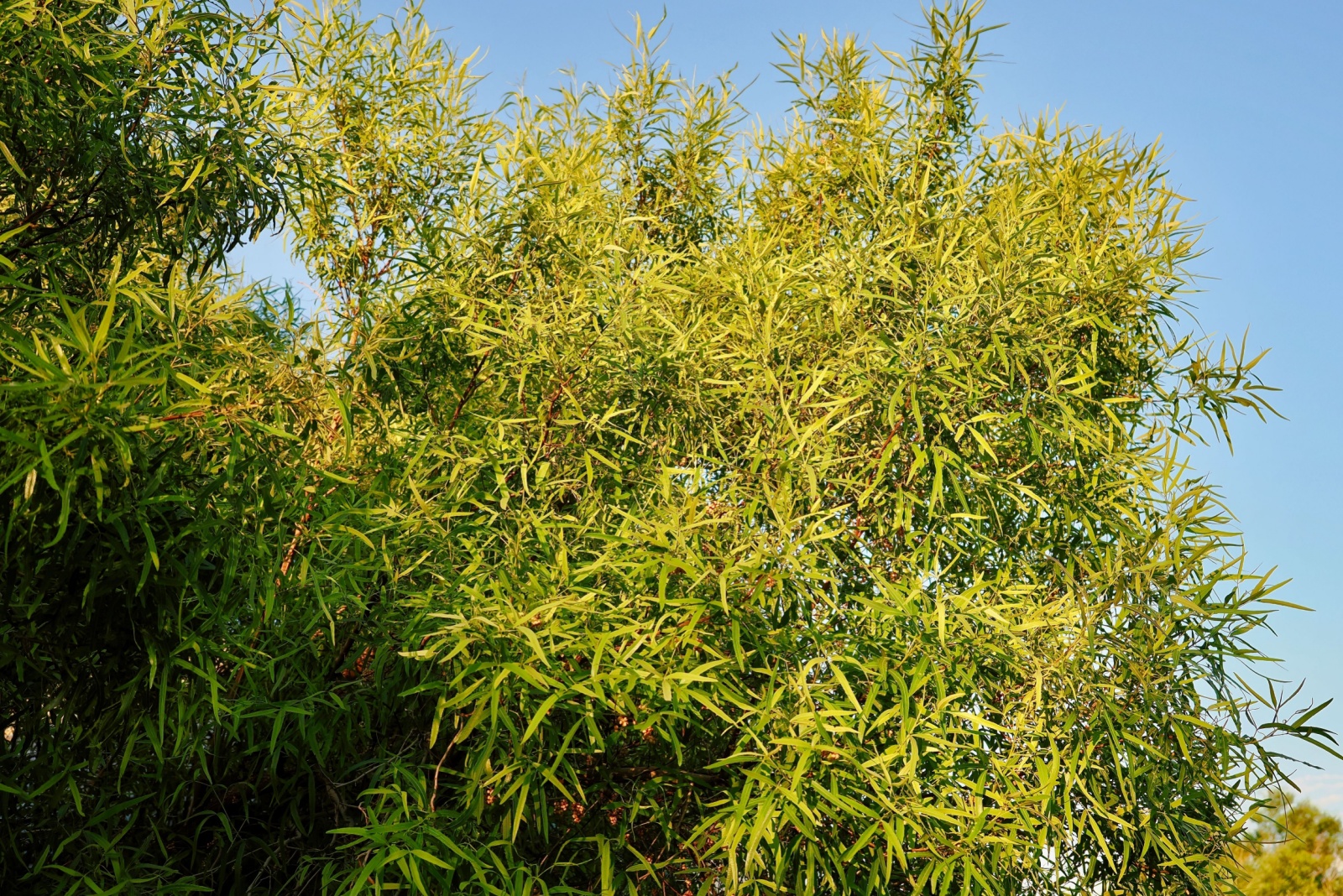 9 Trees That Could Bring Fines If Left Standing In Arizona Yards