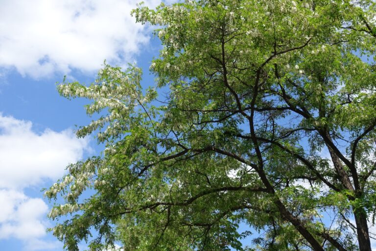 black locust tree with white blooms