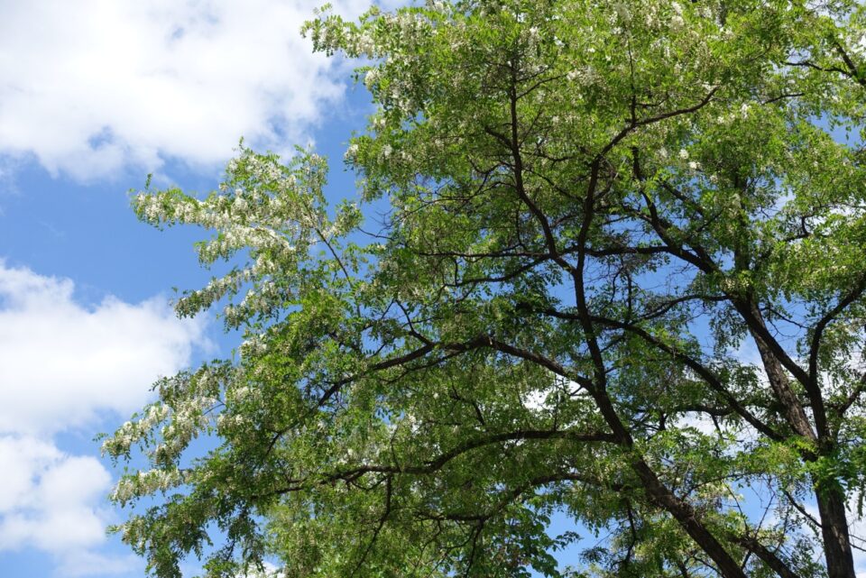 Could Tree 9 Trees That Could Get You Fined If You Don't Remove Them In Maryland