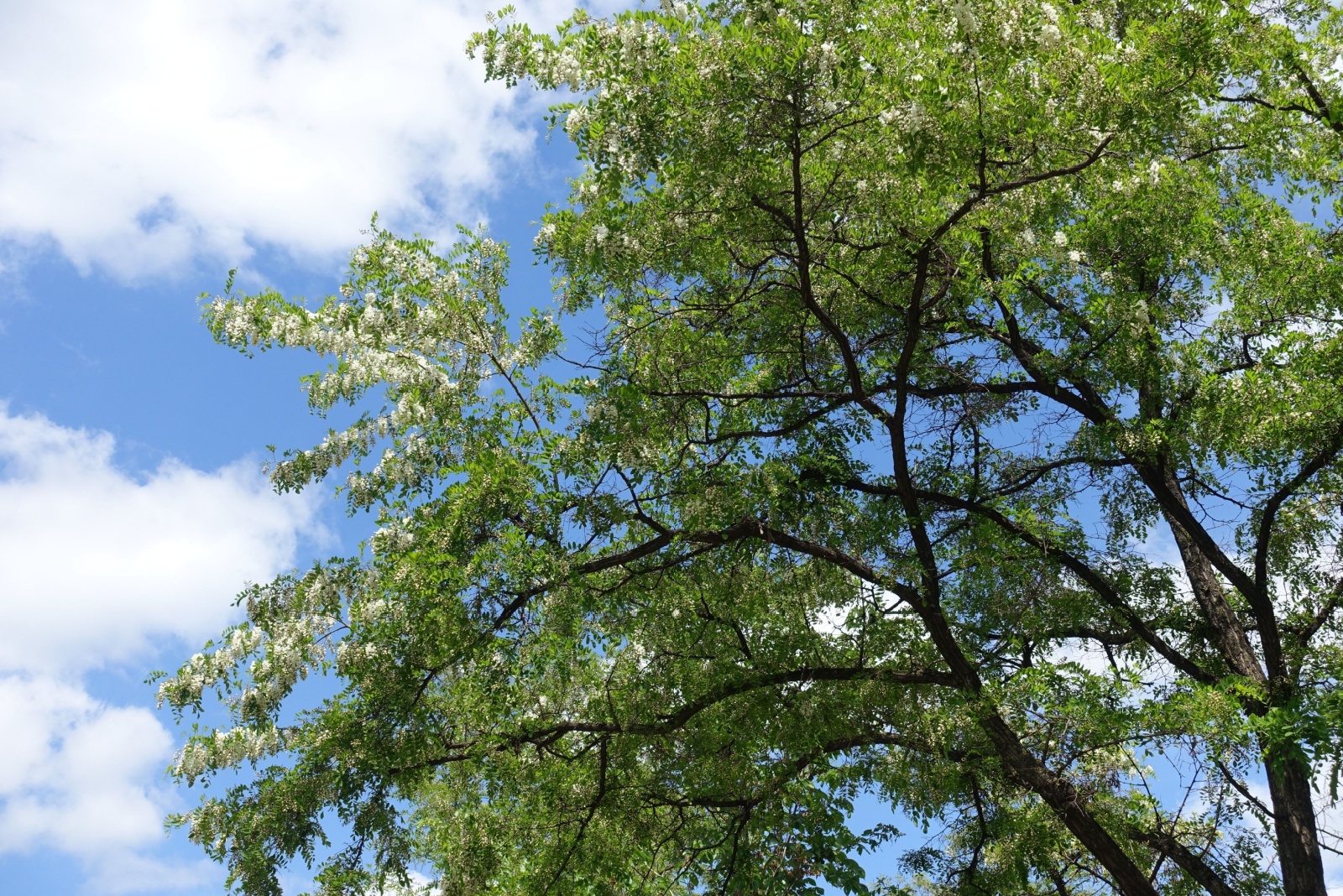 9 Trees That Could Get You Fined If You Don’t Remove Them In Maryland