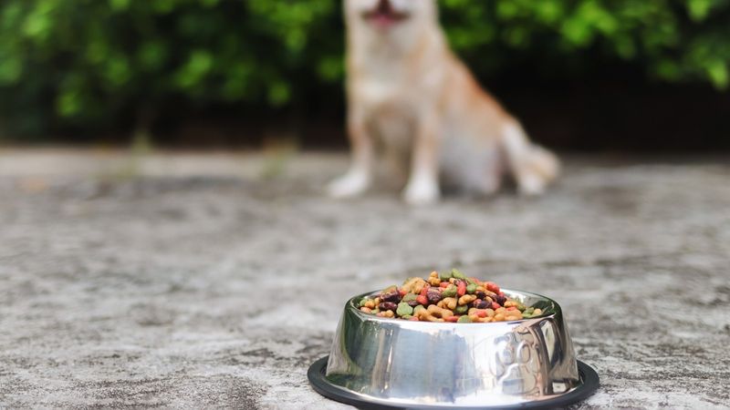 Unsecured Pet Food Bowls