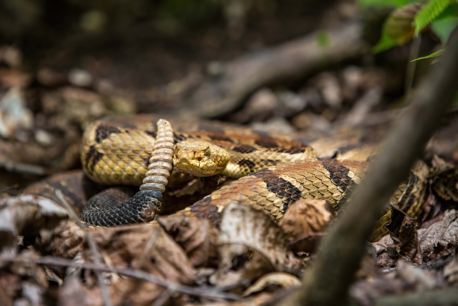 9 Venomous Animals Kansas Homeowners Should Be Aware Of
