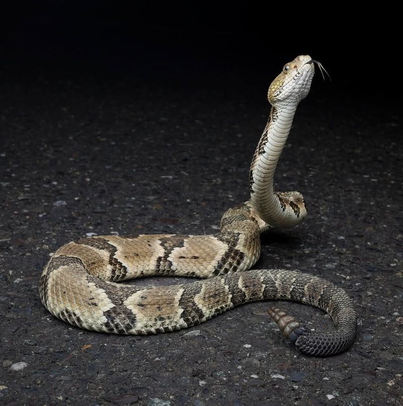 Timber Rattlesnake