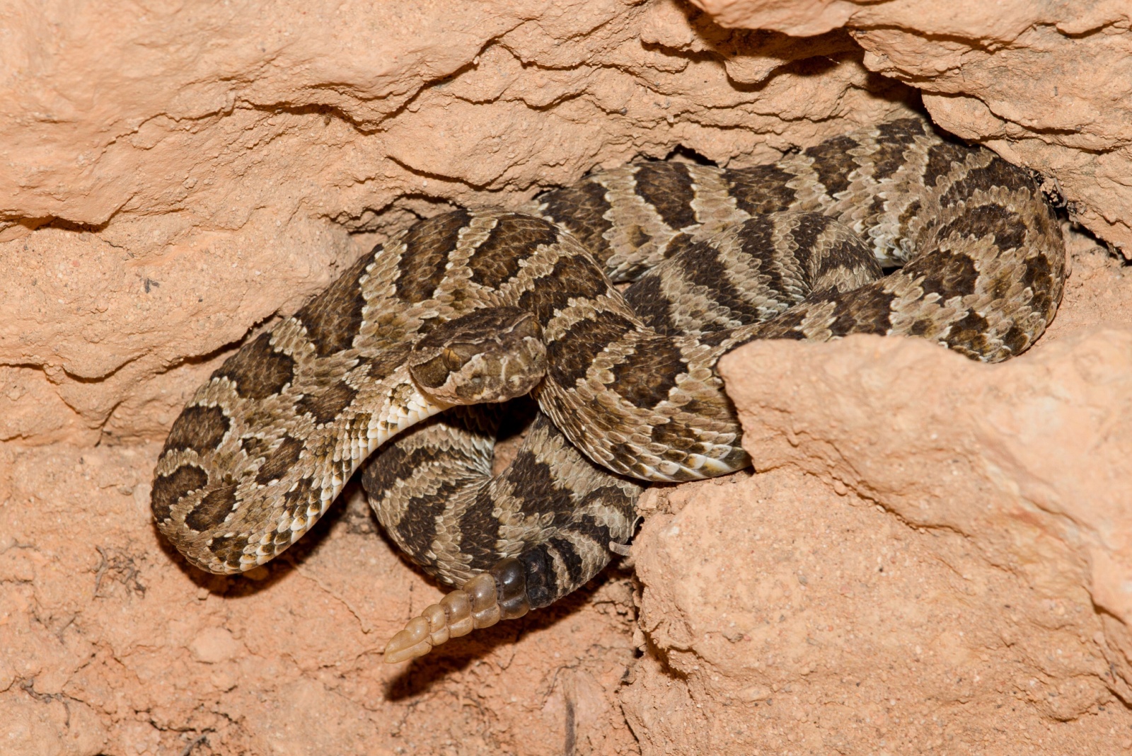 9 Venomous Creatures Every Utah Homeowner Should Learn To Identify