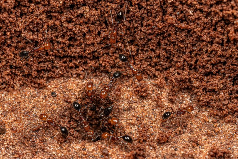 fire ants (featured image)