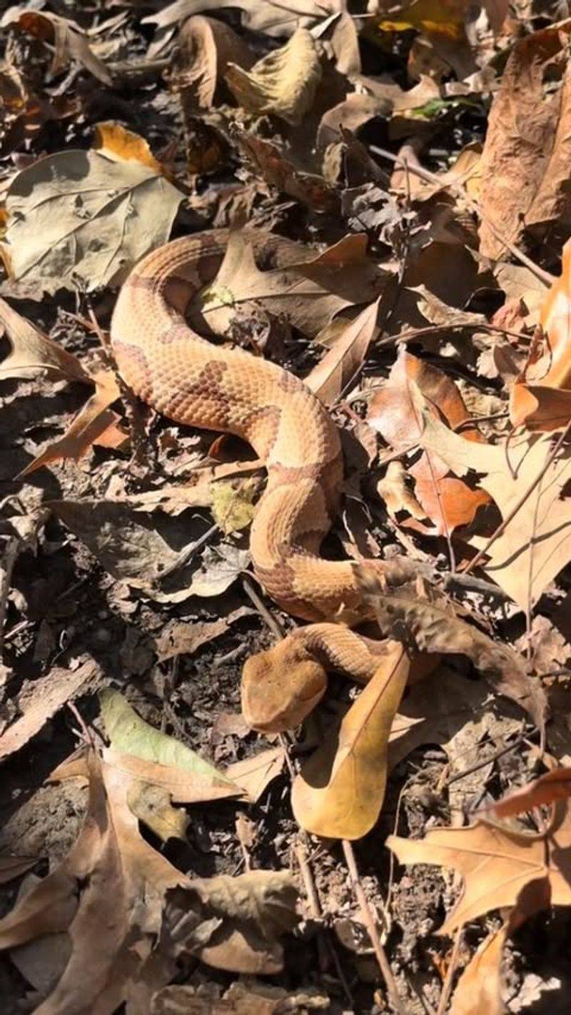 Southern Copperhead Snake