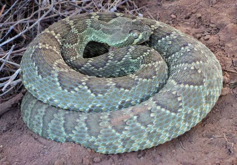 Mojave Rattlesnake
