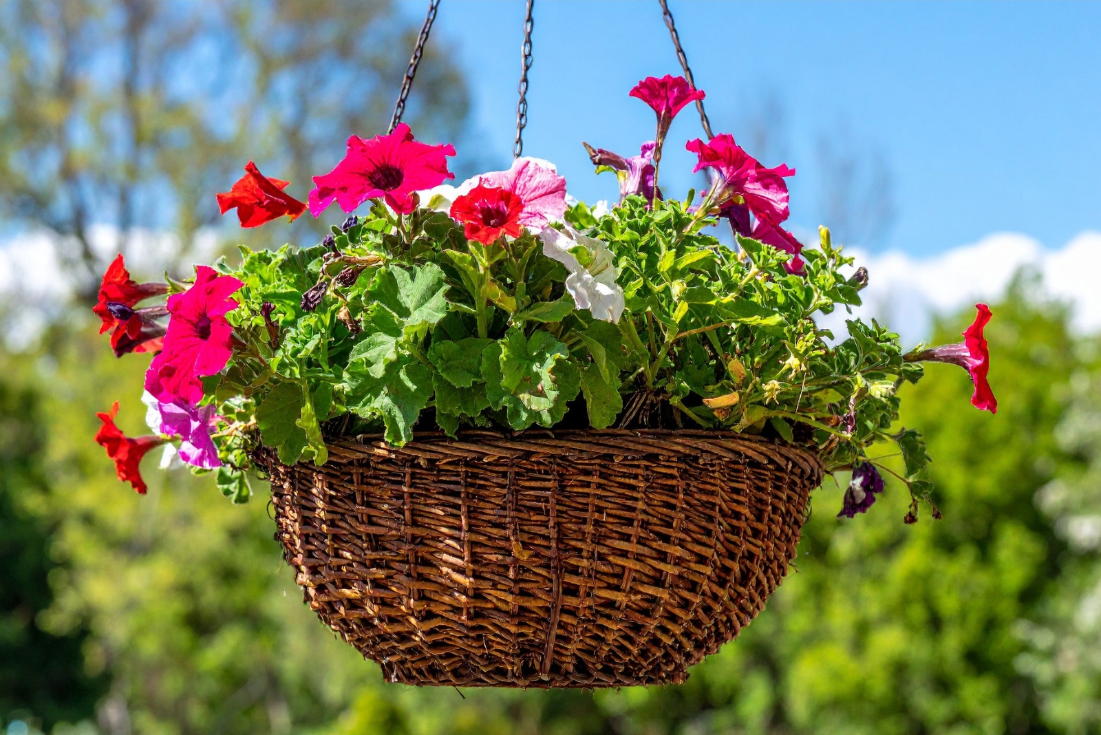 9 Ways Petunias Can Brighten Your Patio Space In Ohio