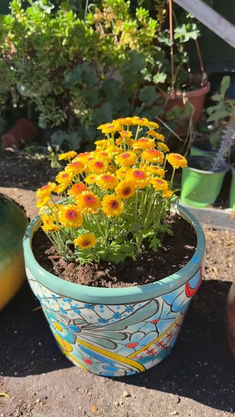 Water Deeply But Not Too Often