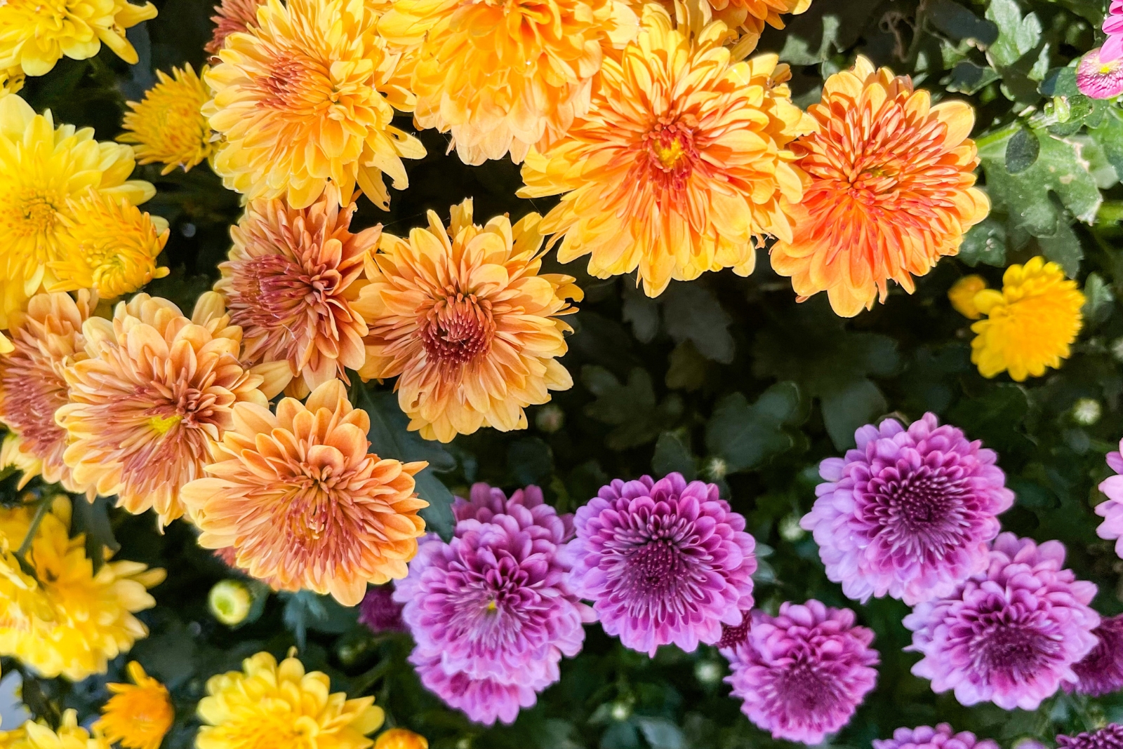 9 Ways To Make Mums Last All Fall In Connecticut Without A Crispy Leaf