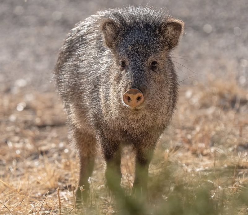 Javelina