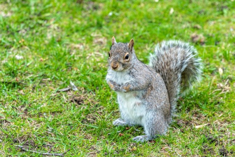 Eastern Gray Squirrel