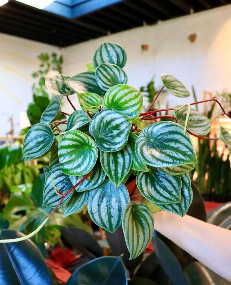 10. Peperomia