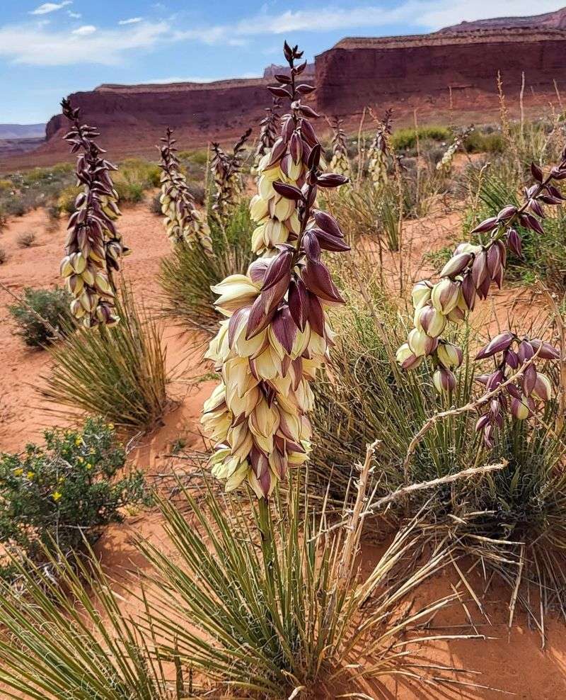 10. Yucca