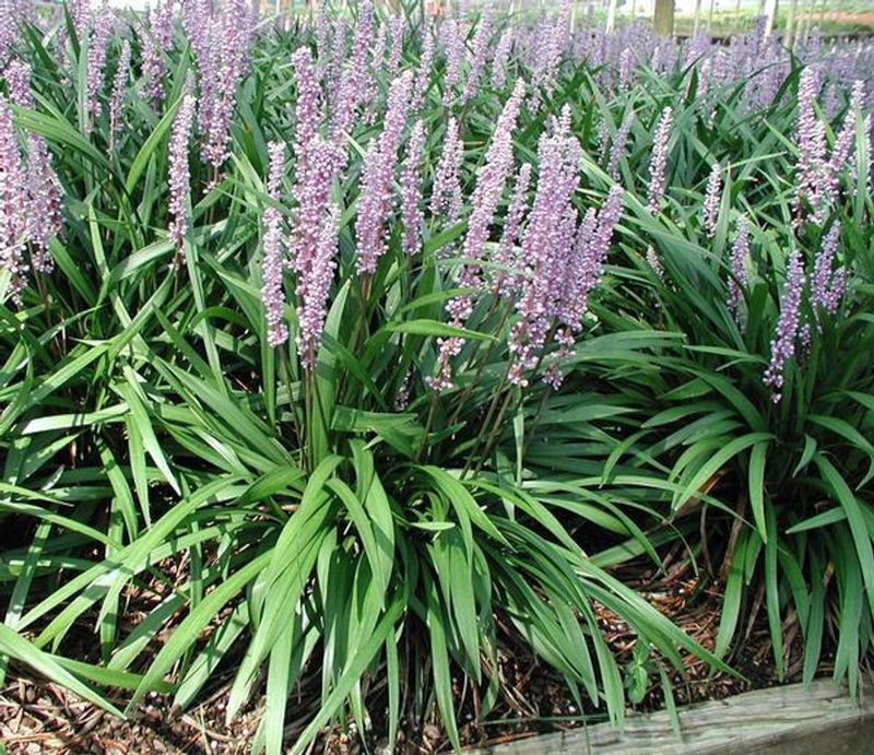 10. Liriope