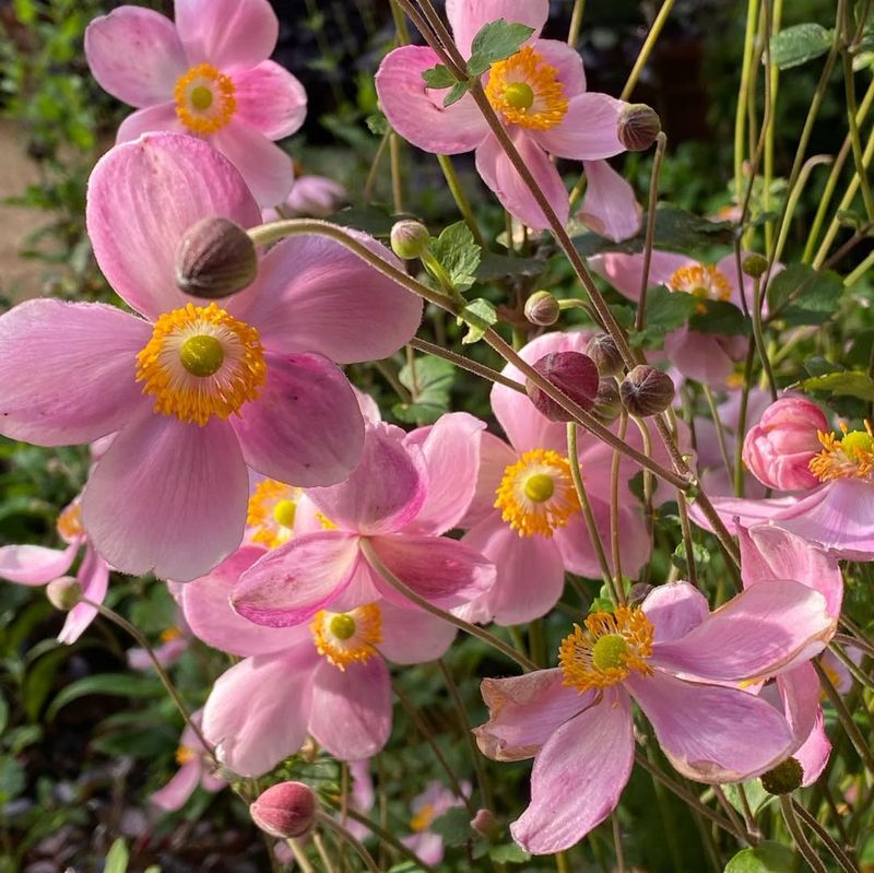 10. Japanese Anemone